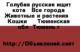 Голубая русская ищит кота - Все города Животные и растения » Кошки   . Тюменская обл.,Тюмень г.